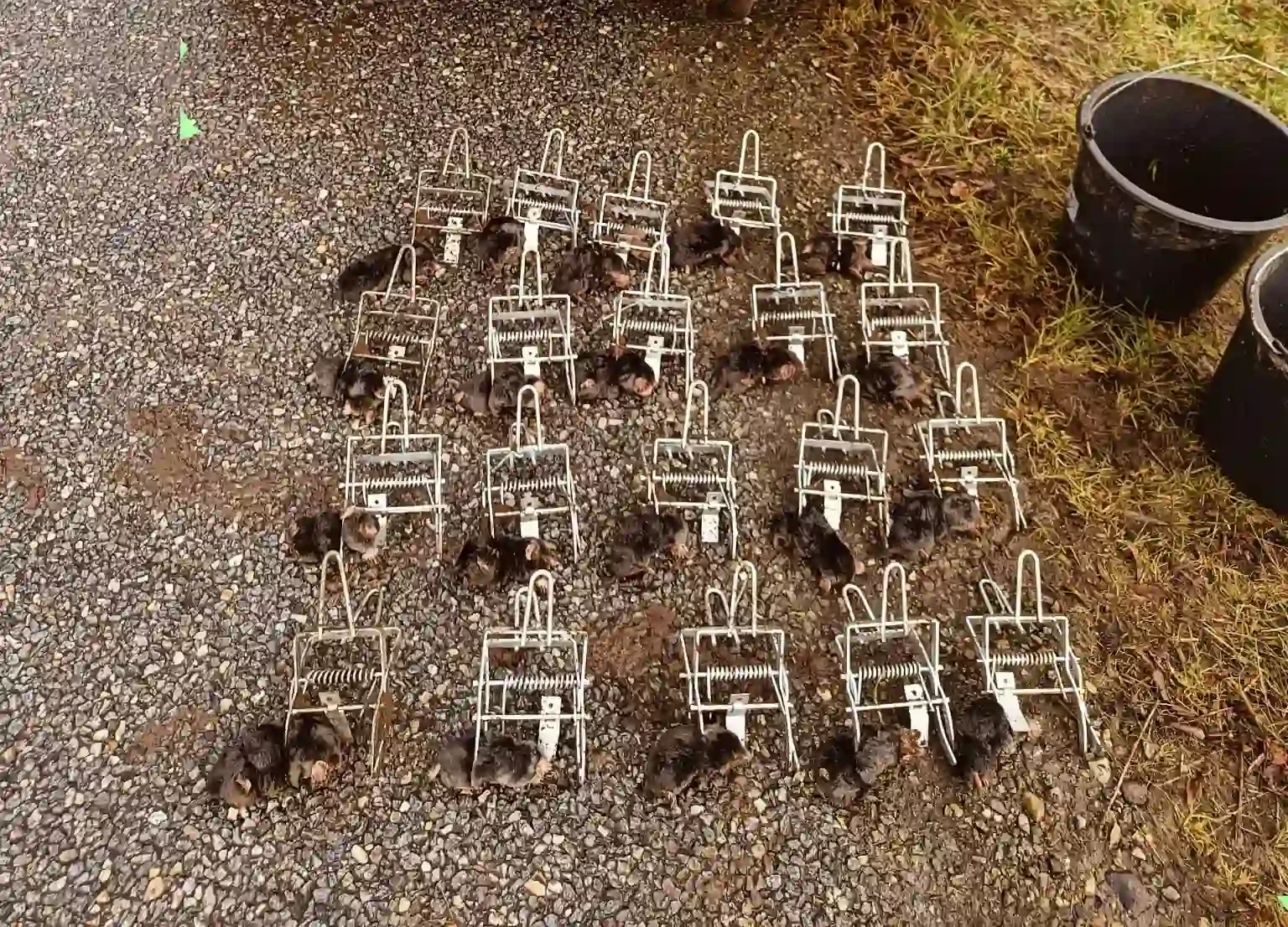 Giftfri muldvarpebekæmpelse i Hadsund Syd