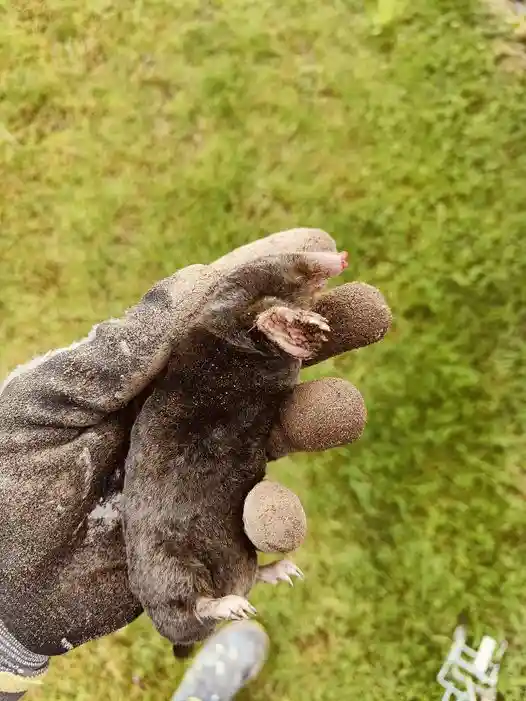 En muldvarp (nærfoto)