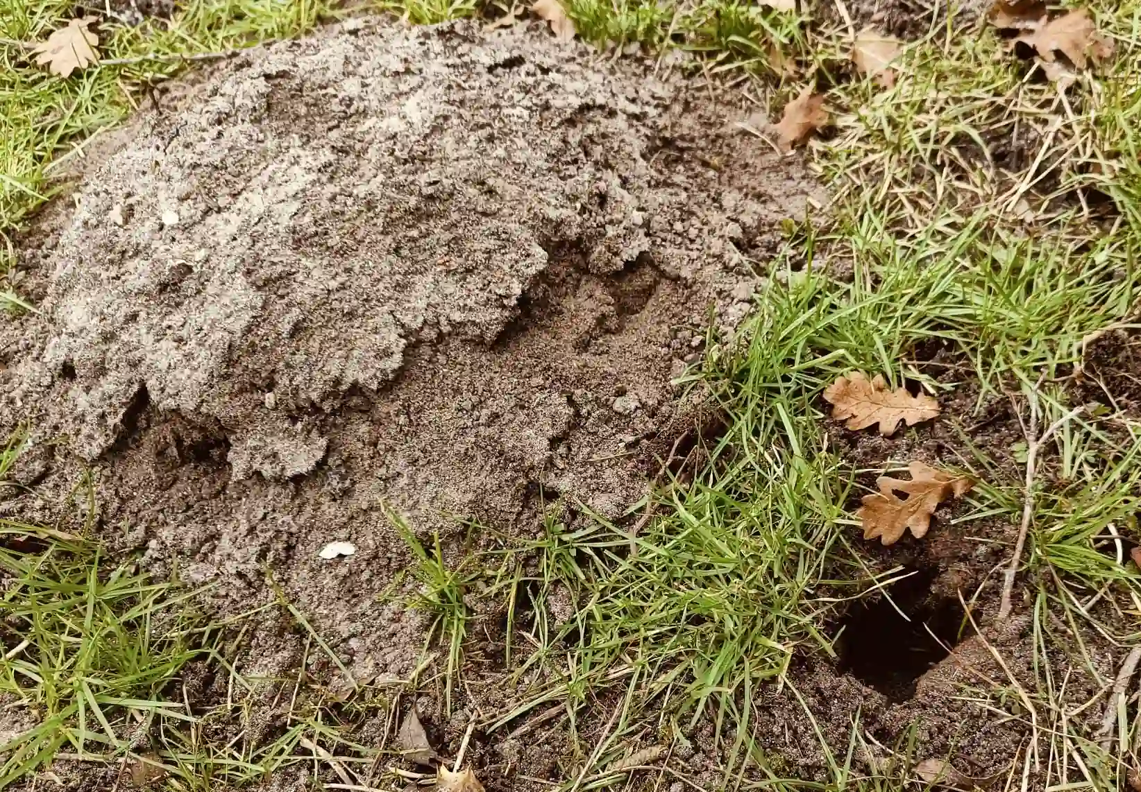 Muldvarpehul ved skud