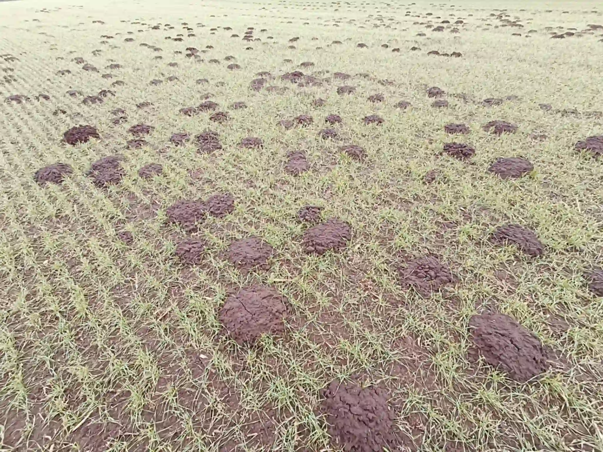 Muldvarpeskud fordelt i plænen