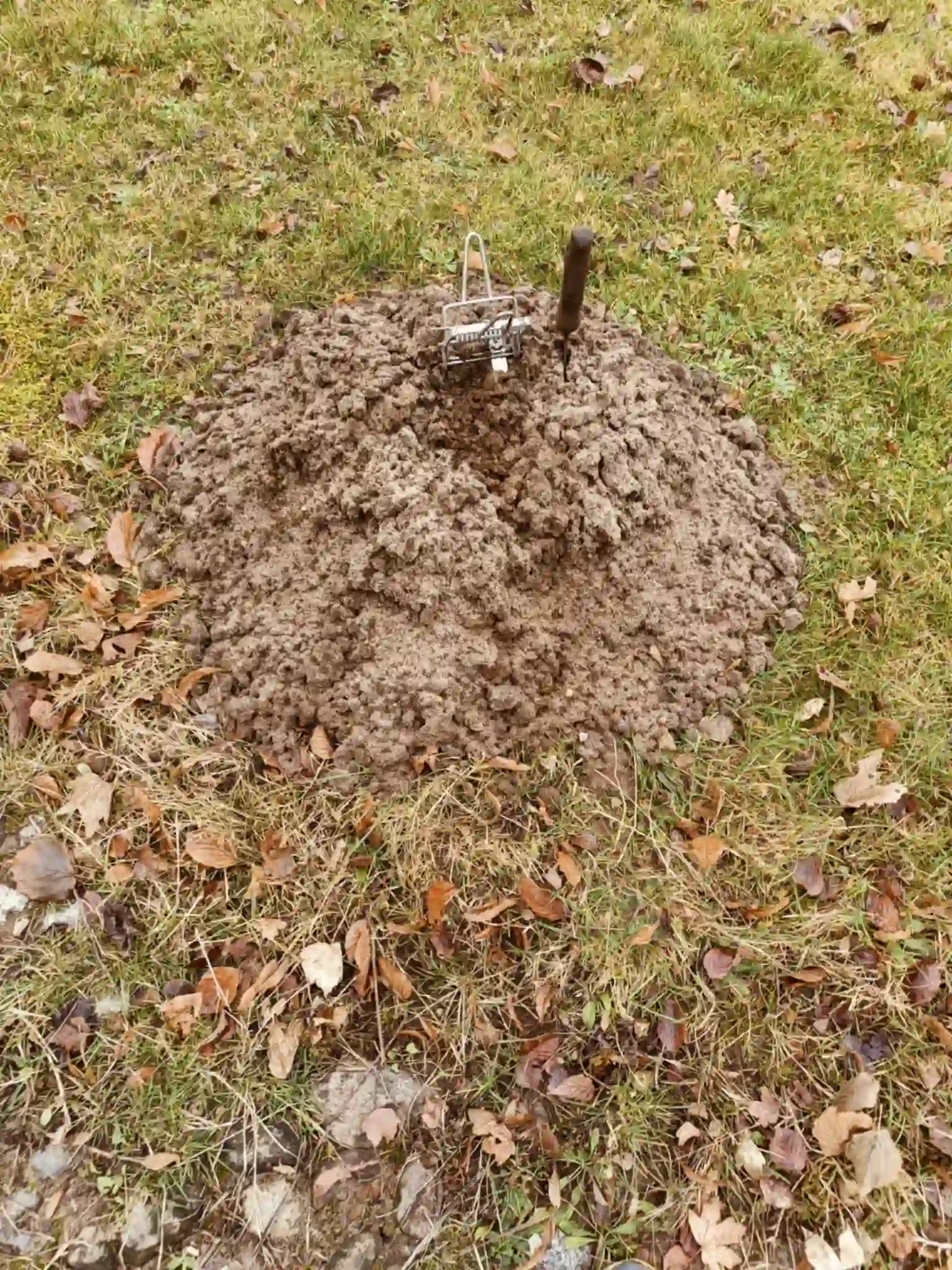 Muldvarpeskuddet (nærbillede)