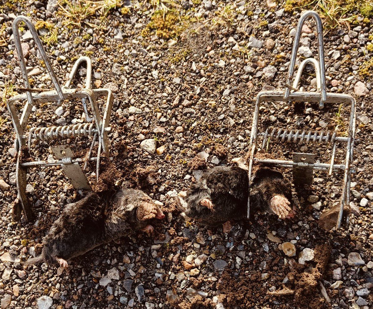 Plæne efter indsats