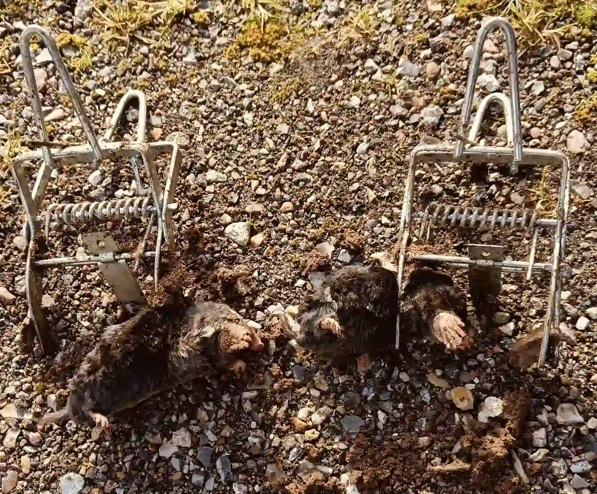 Bekæmpelse af muldvarpe i haven