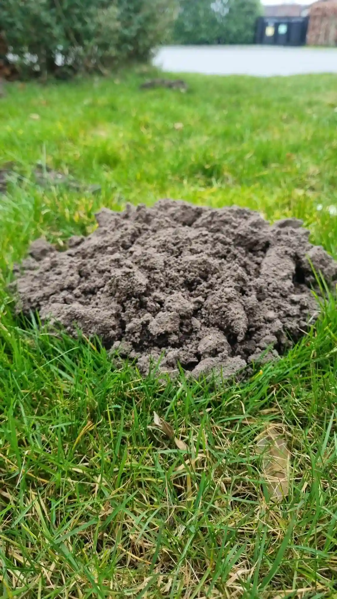 Muldvarpeskud i plæne