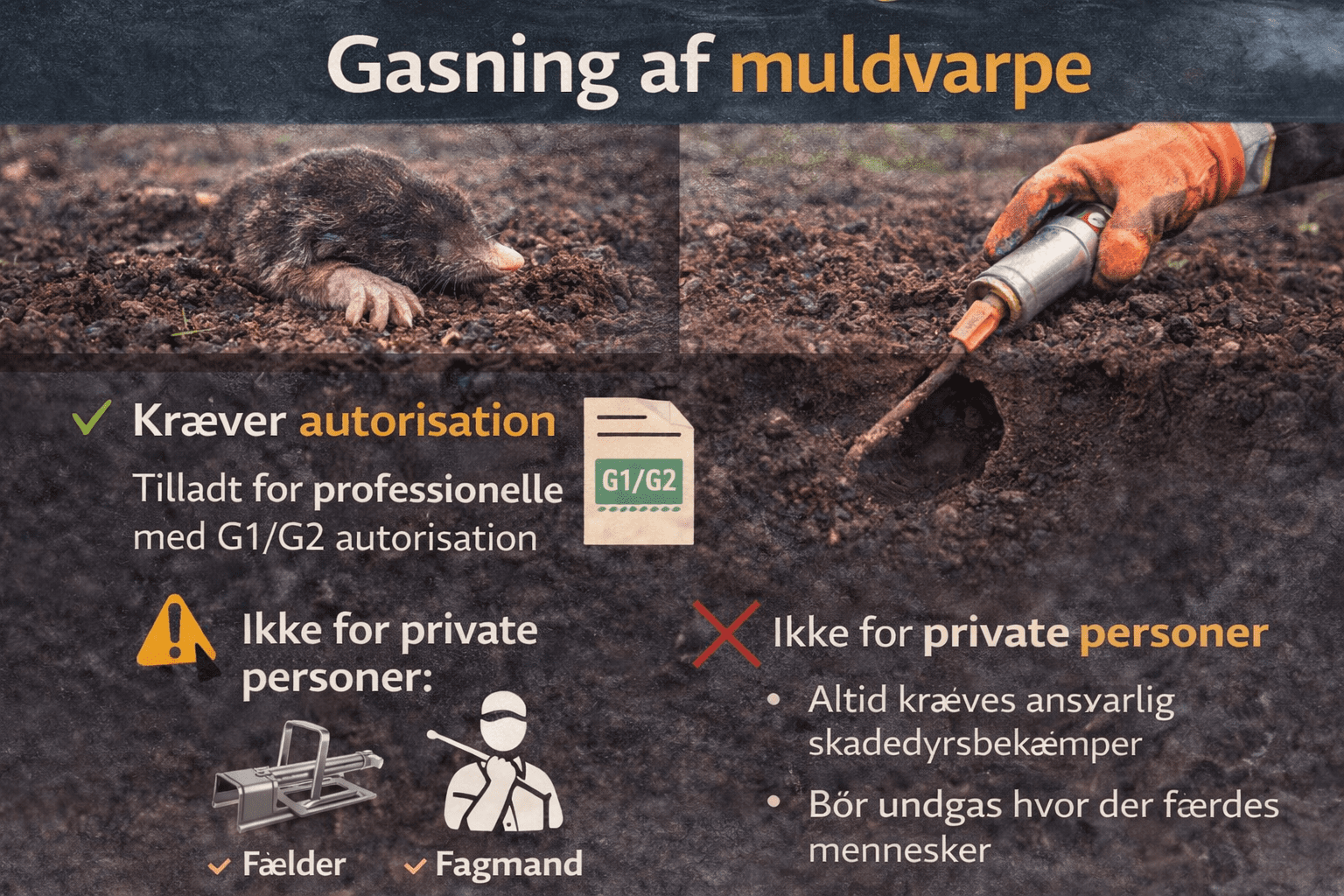 Gasning af muldvarpe i gangsystem – hvorfor fælder ofte er det bedre valg