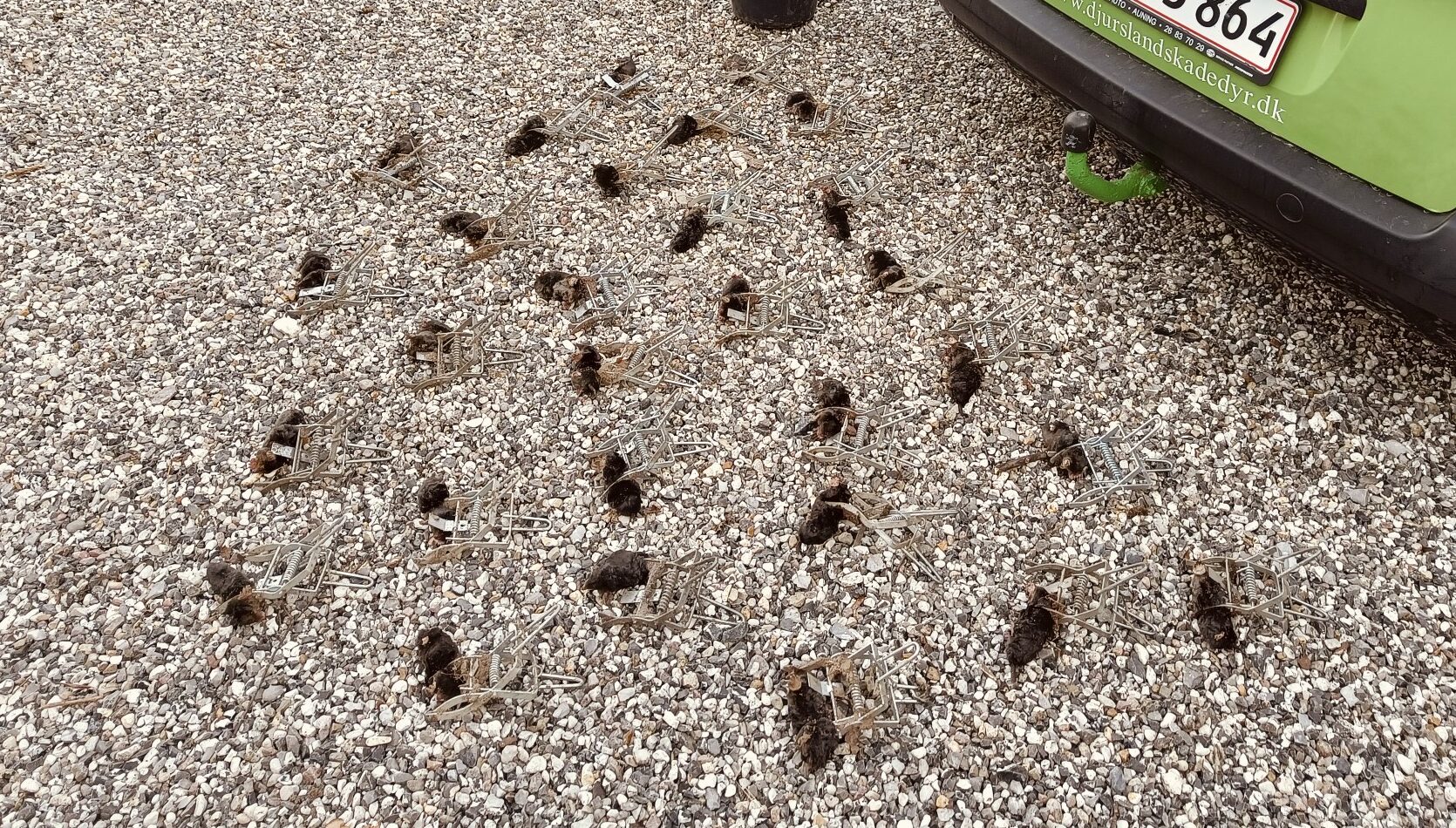 Muldvarpefangst (eksempel)