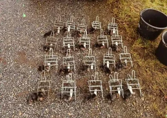 Bekæmpelse af muldvarpe på mark og større landbrugsarealer.
