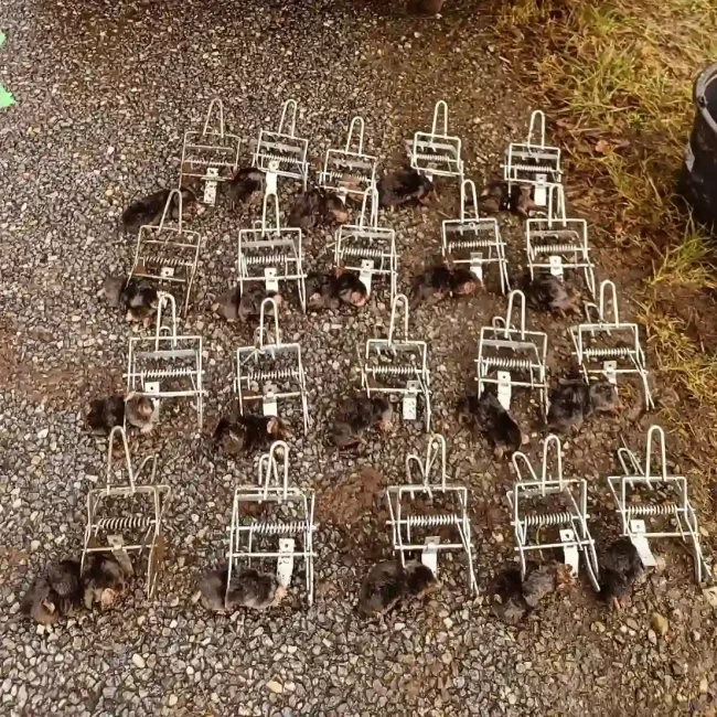 Bekæmpelse af muldvarpe på mark og større landbrugsarealer.