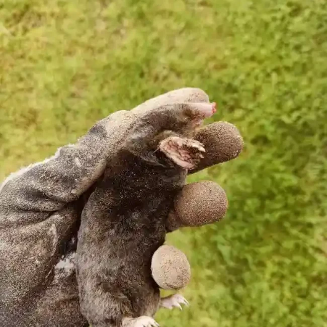 En muldvarp vist tæt på med fokus på kendetegn og gravehænder