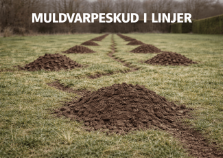 varpeskud placeret i linjer, som viser gangforløb under plænen