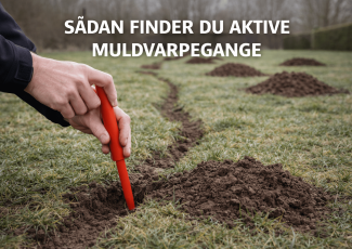 Metode til at finde aktive muldvarpegange ved at teste og lokalisere gangsystemet