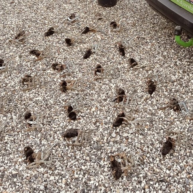 Fangst af muldvarp i fælde som resultat af korrekt opsætning i aktive gange