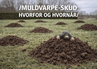 Forklaring på hvorfor og hvornår muldvarpeskud opstår i haven